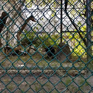 Popcorn Park - White-faced capuchin