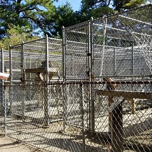 Popcorn Park - Back primate exhibits
