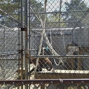 Popcorn Park - Tufted capuchin