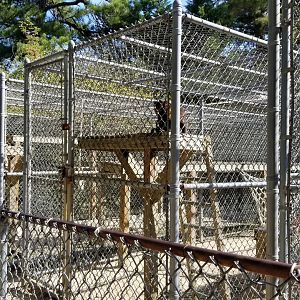 Popcorn Park - Tufted capuchin