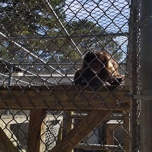 Popcorn Park - Tufted capuchin with popcorn