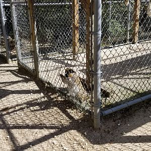 Popcorn Park - Hybrid begging for popcorn, with lots already on the ground