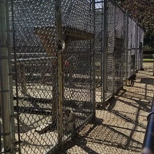 Popcorn Park - Back primate exhibits