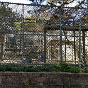 Popcorn Park - Japanese macaques
