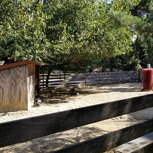 Popcorn Park - Horse