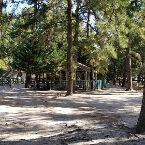 Popcorn Park - Birds of prey