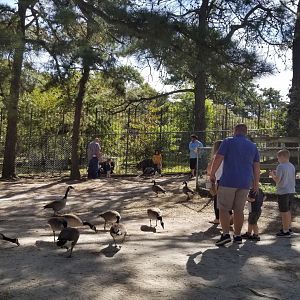 Popcorn Park - People feeding geese and bears