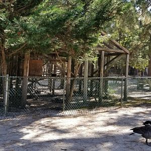 Popcorn Park - Barred owl