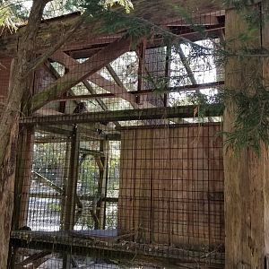 Popcorn Park - Barred owl