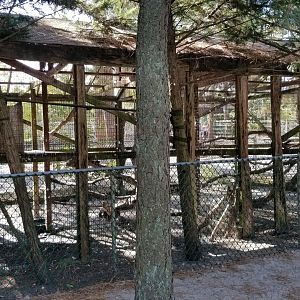Popcorn Park - Red-tailed hawk