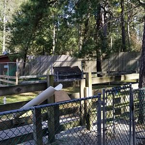 Popcorn Park - Empty exhibit behind goats