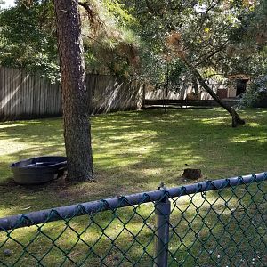 Popcorn Park - Capybara, tortoise yard