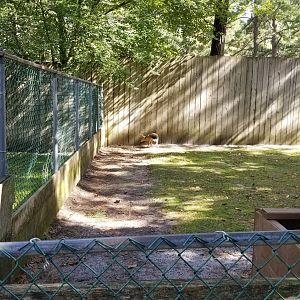 Popcorn Park - Patagonian mara