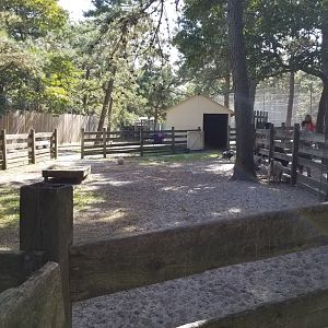 Popcorn Park - More goats