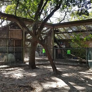 Popcorn Park - Foxes