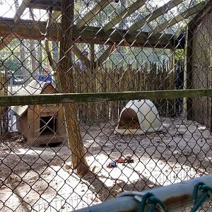 Popcorn Park - Arabian red fox (she's under the wooden house)