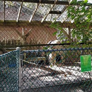 Popcorn Park - Grey fox