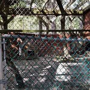 Popcorn Park - Red fox?