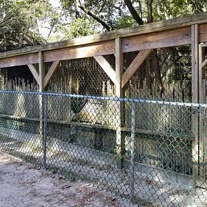 Popcorn Park - Back of foxes