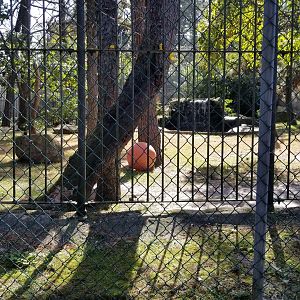 Popcorn Park - White tiger