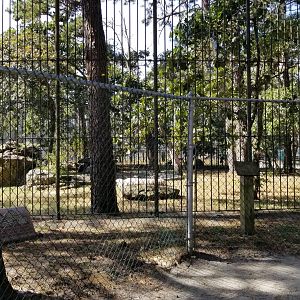 Popcorn Park - White tiger