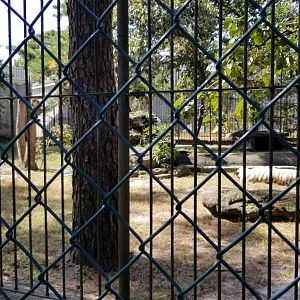 Popcorn Park - White tiger