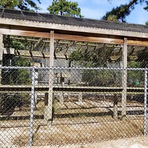 Popcorn Park - Bobcats