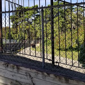 Popcorn Park - NA Black Bear exhibit 2