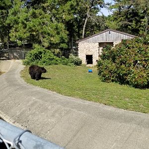 Popcorn Park - NA Black Bear exhibit 2