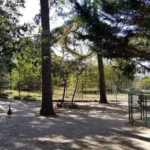 Popcorn Park - NA Black Bear exhibit 1