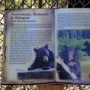 Popcorn Park - NA Black Bear exhibit 1
