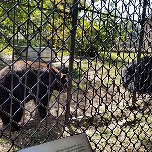 Popcorn Park - NA Black Bear exhibit 1
