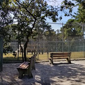 Popcorn Park - Puma? Snow leopard? Didn't see, no signs