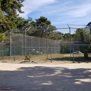 Popcorn Park - Puma? Snow leopard? Didn't see, no signs