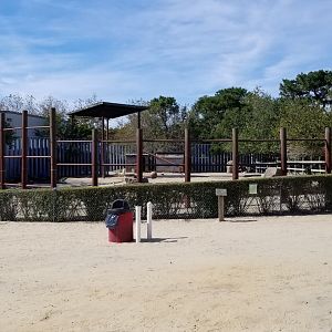 Popcorn Park - Cows and camelids