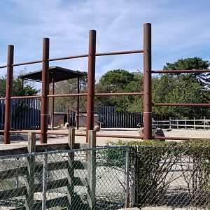 Popcorn Park - Cows and camelids