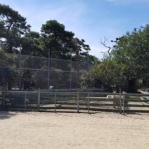 Popcorn Park - Goats, cows on right, tigers on left