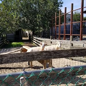 Popcorn Park - Goats