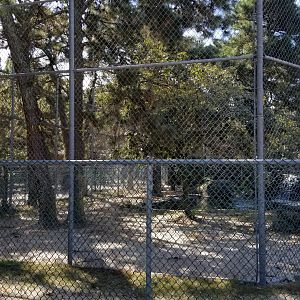 Popcorn Park - orange tigers