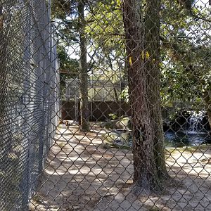 Popcorn Park - orange tigers