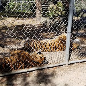 Popcorn Park - orange tigers