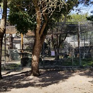 Popcorn Park - Olive baboons