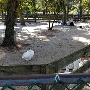 Popcorn Park - Domestic waterfowl