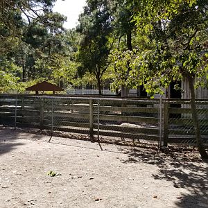 Popcorn Park - Livestock