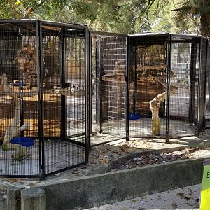 Popcorn Park - Parrots