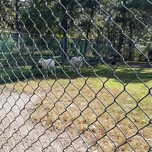 Popcorn Park - Sheep