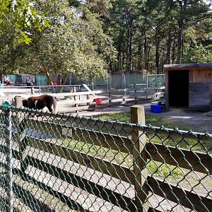 Popcorn Park - Miniature horse