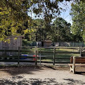 Popcorn Park - Miniature horse and sheep
