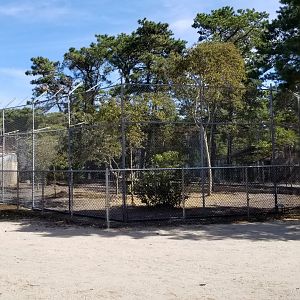 Popcorn Park - Puma? Snow leopard? Didn't see, no sign