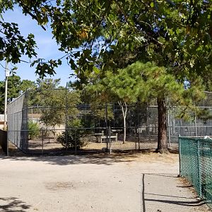 Popcorn Park - Puma? Snow leopard? Didn't see, no sign